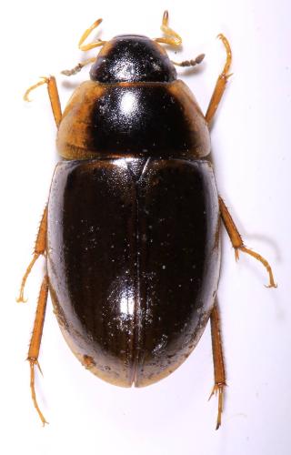 Enochrus fuscipennis